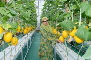 AirNav Panen Perdana Melon Hidroponik Karya Petani Binaan di Boyolali