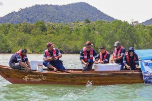 Dukung Keberlanjutan Sumber Daya Laut, PT TIMAH Telah Restocking Ribuan Kepiting Bakau di Karimun